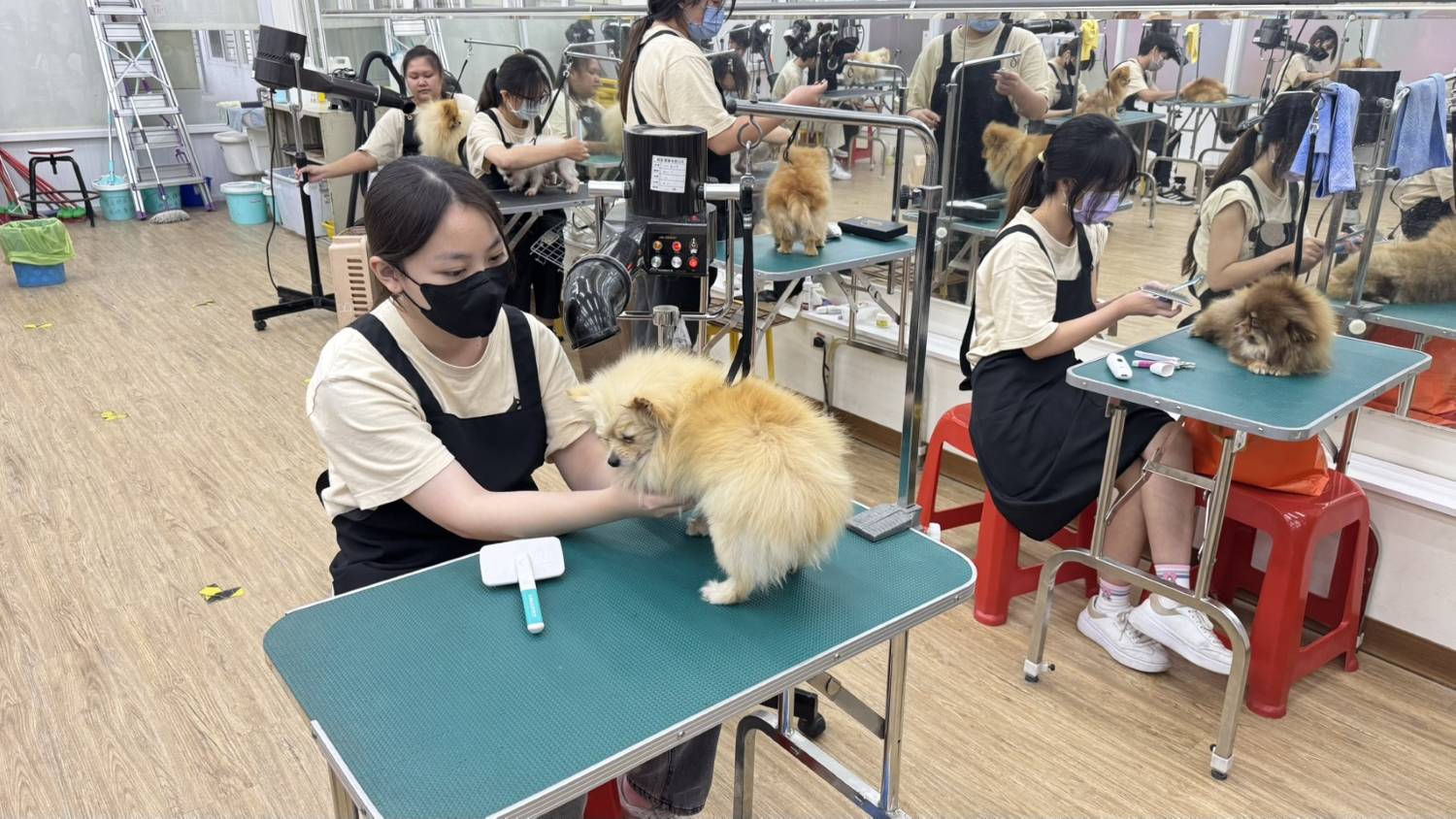 8-89寵美系-勞動部寵物美容丙級輔導班-照片4